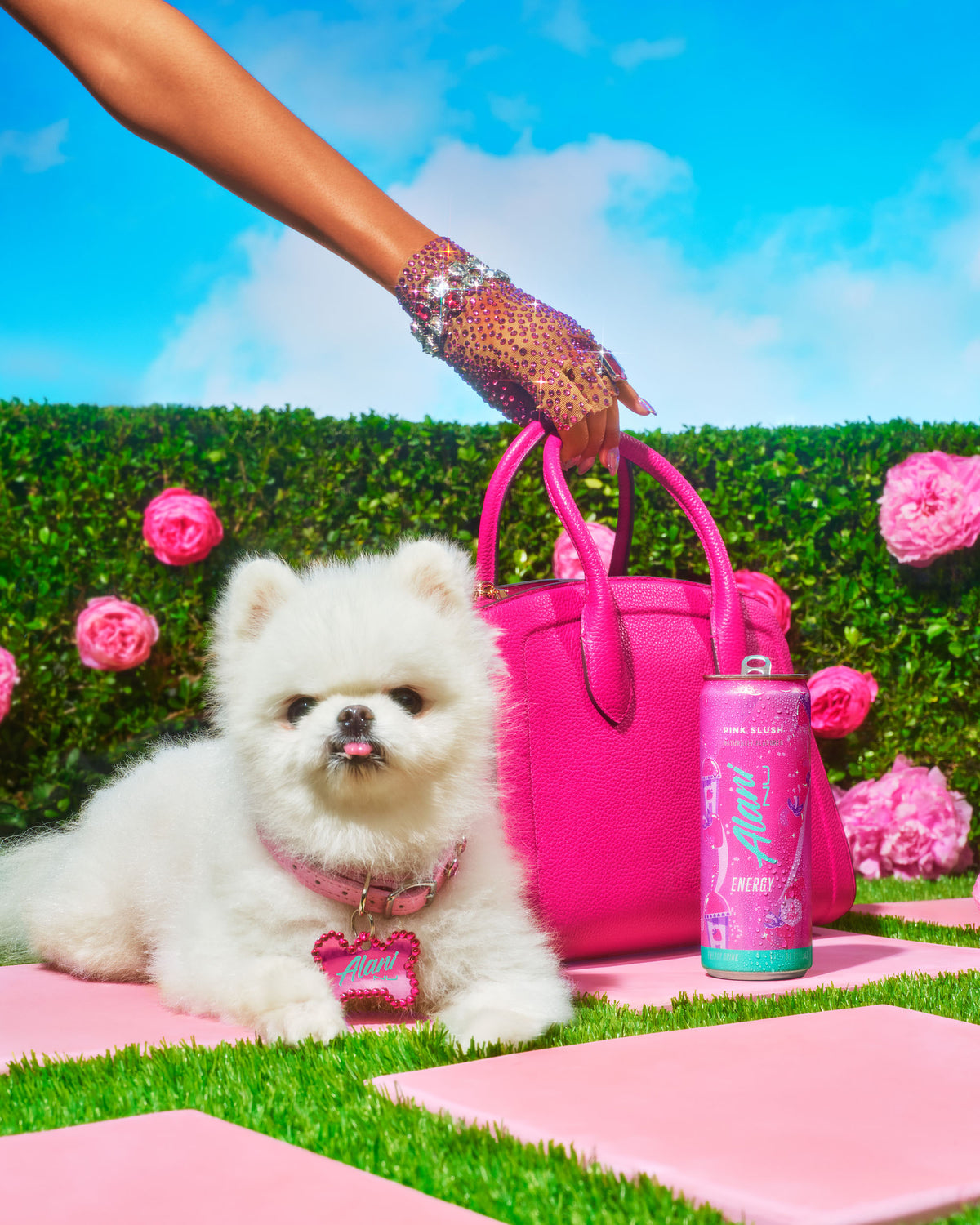 A miniature white Pomeranian dog next to an Alani Nu Pink Slush Energy Drink can and pink purse. A bedazzled gloved hand reaches in, holding the purse handles.